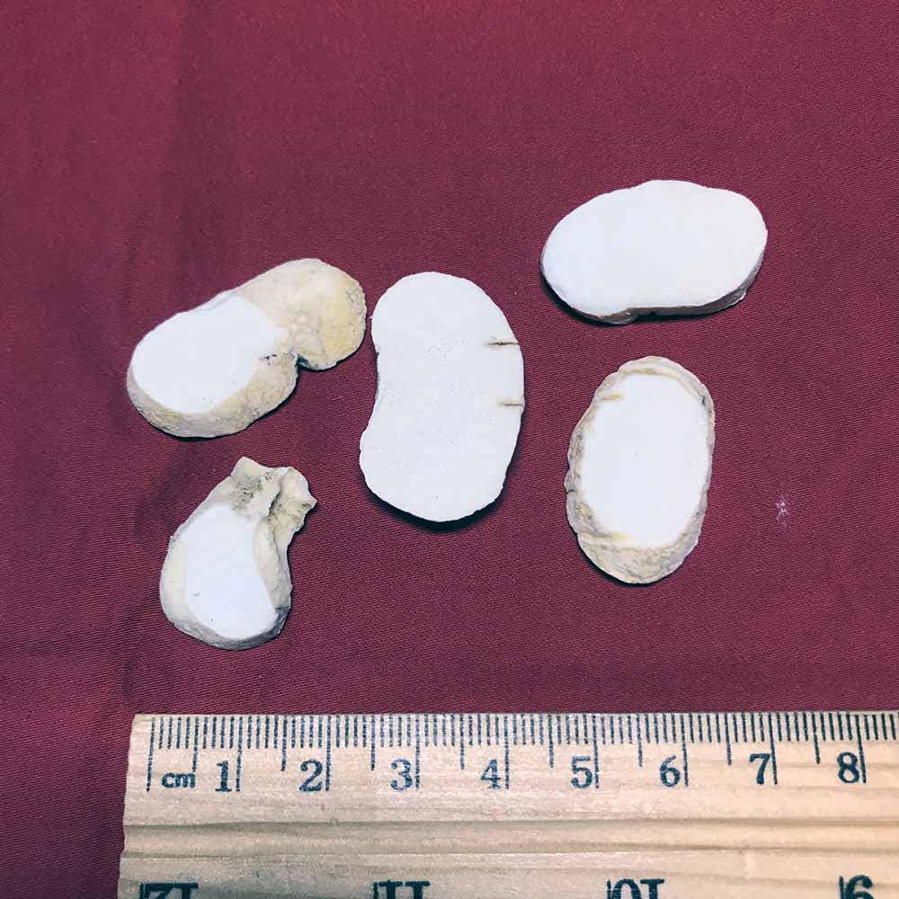 XYP Zhebeimu Zhe Bei Mu 浙贝母 100Gram