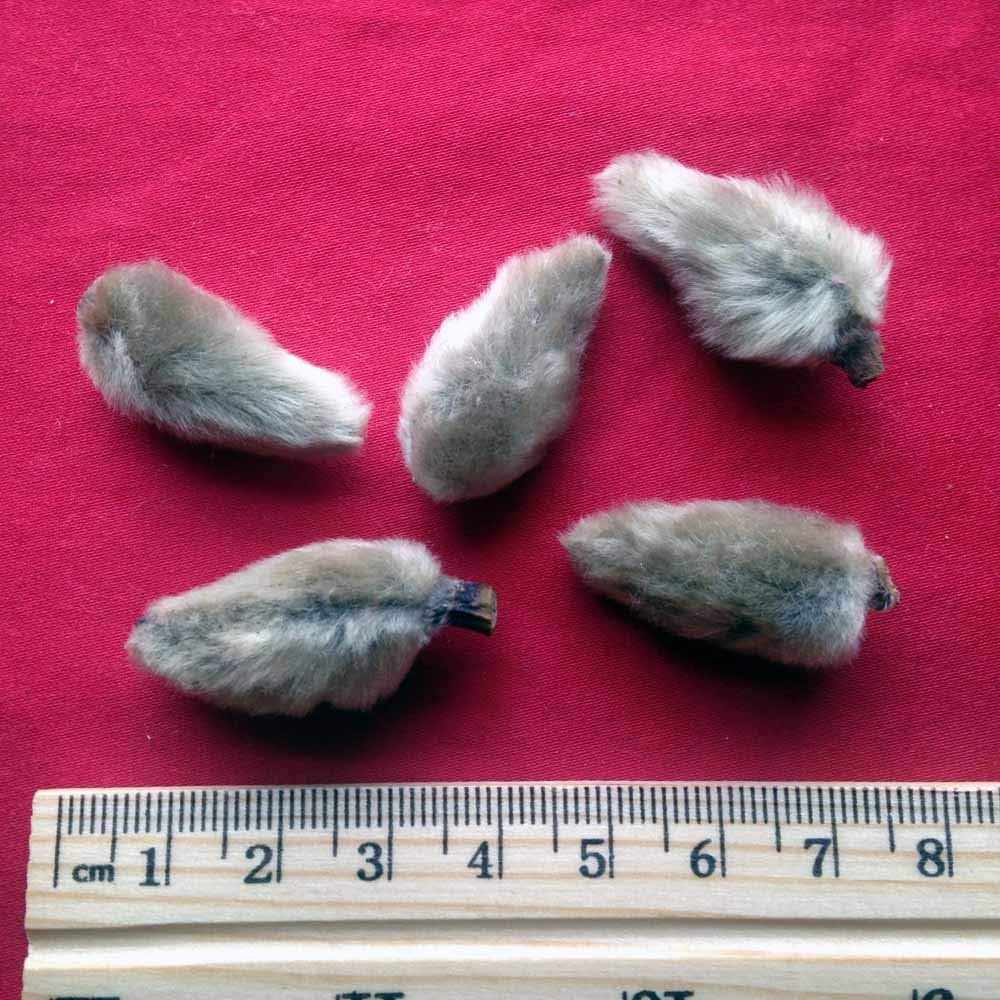 XYP Xinyi Xin Yi 辛夷 100Gram