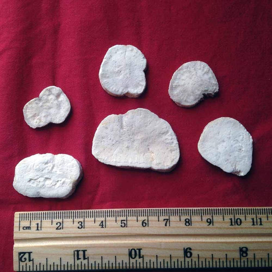 XYP Tianhuafen Tian Hua Fen  天花粉 100Gram