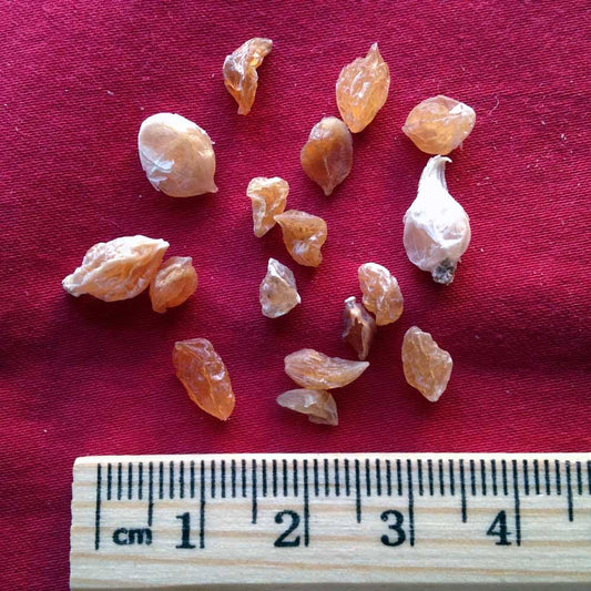 XYP Xiebai Xie Bai  薤白 100Gram