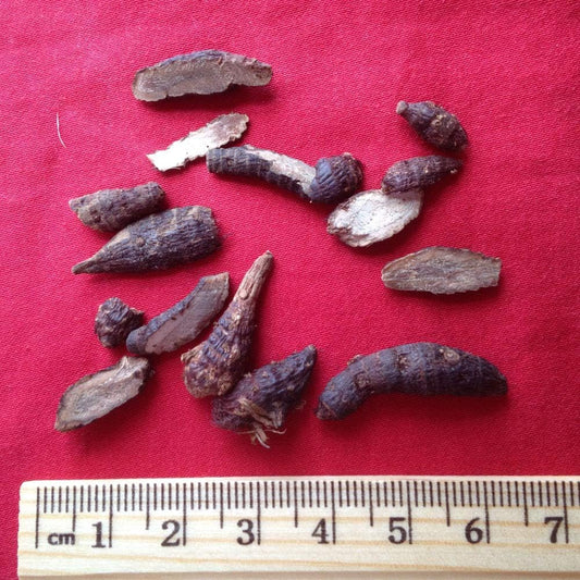 XYP Xiangfu Xiang Fu  香附 100Gram