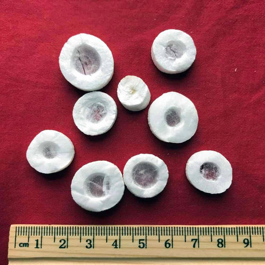 XYP Tongcao Tong Cao  通草 50Gram