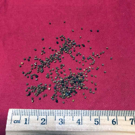 XYP Tusizi Tu Si Zi  菟丝子 100Gram