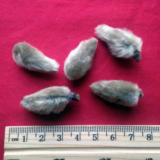 XYP Xinyi Xin Yi  辛夷 100Gram