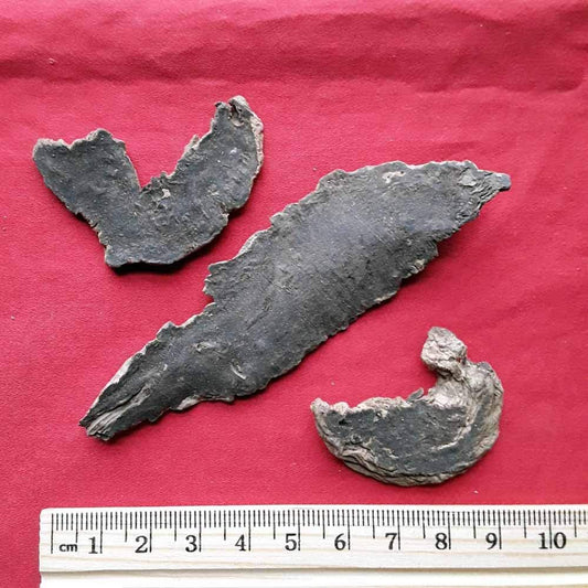 XYP Xuanshen Xuan Shen  玄参 100Gram