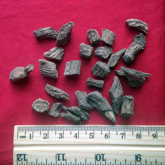 XYP Xuduan Xu Duan  续断 100Gram